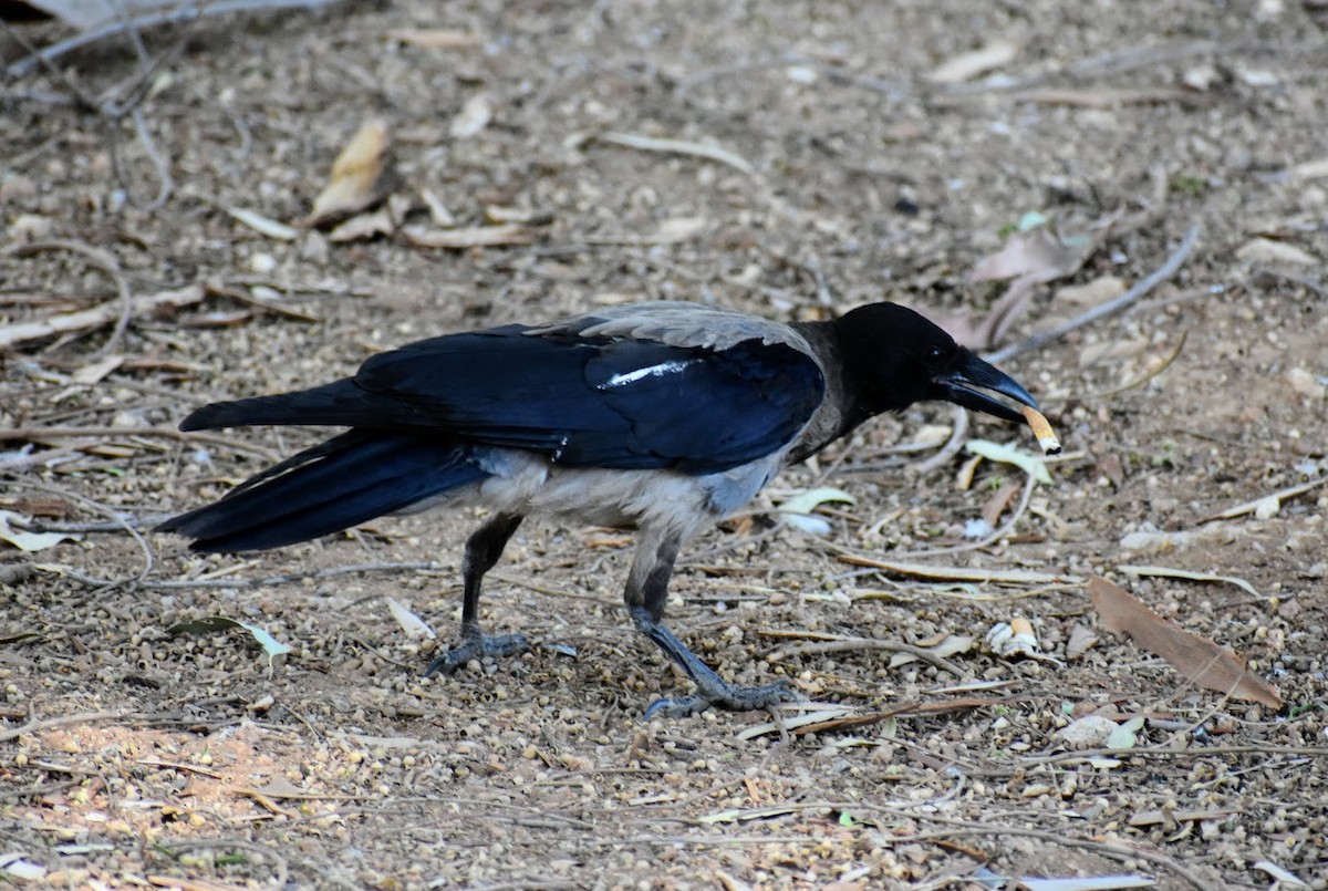 Hooded Crow - ML640223350