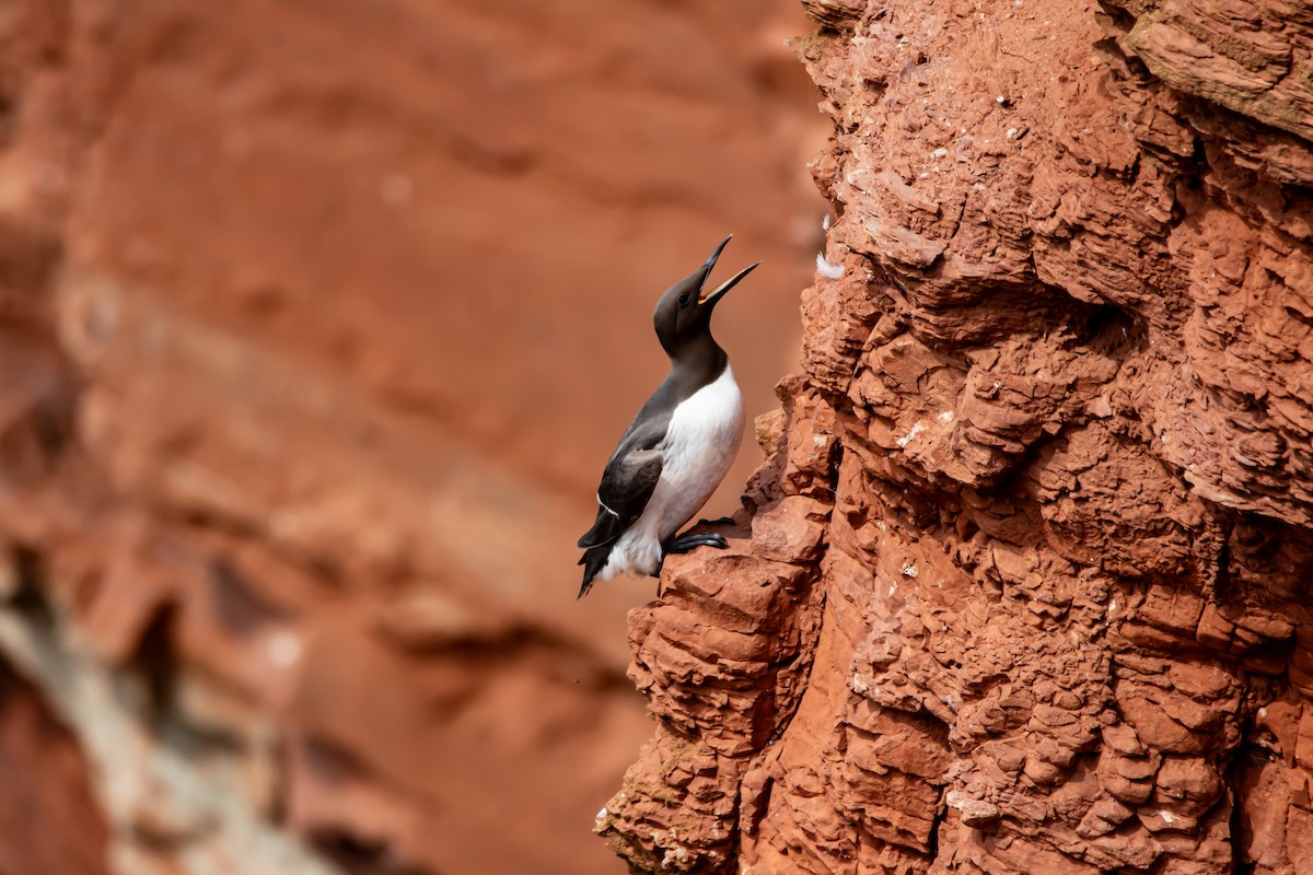 Common Murre - ML640223352