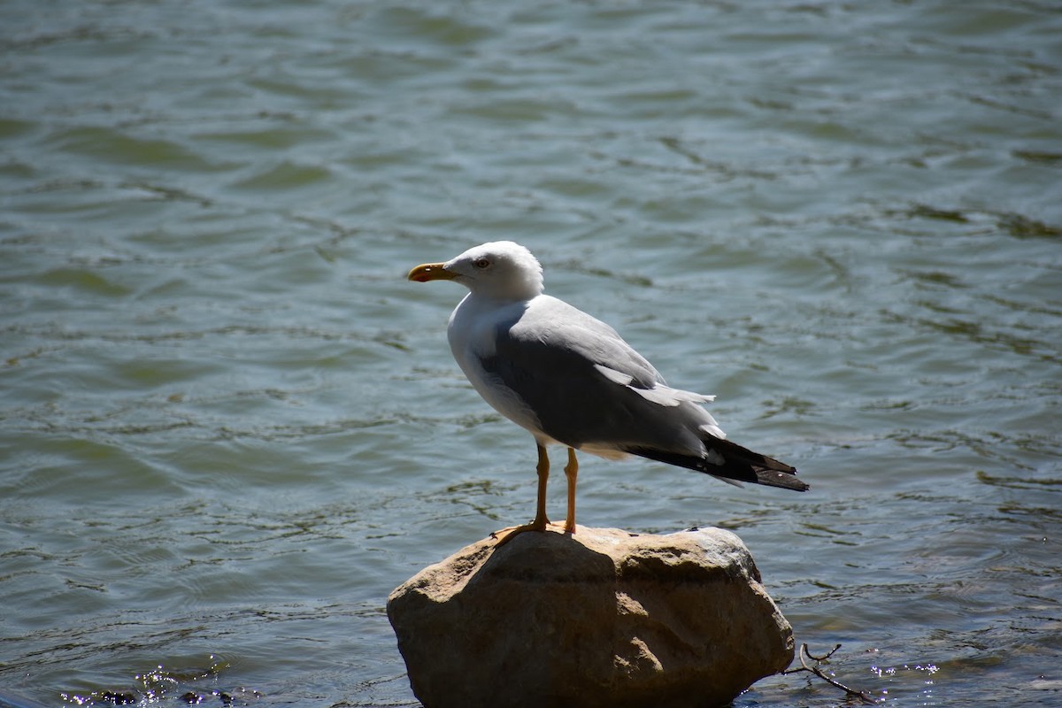 Yellow-legged Gull - ML640223386