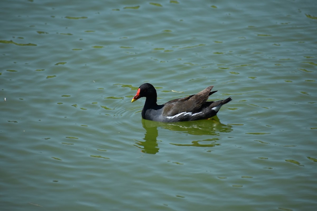 Eurasian Moorhen - ML640223432