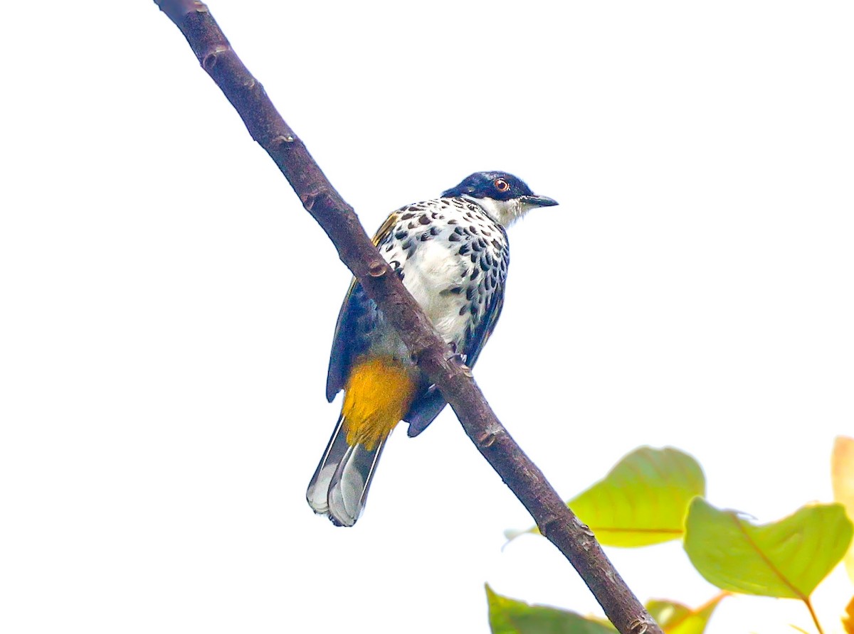 Scaly-breasted Bulbul - ML640223453