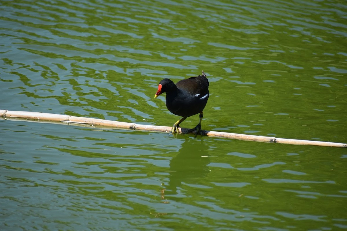 Eurasian Moorhen - ML640223461