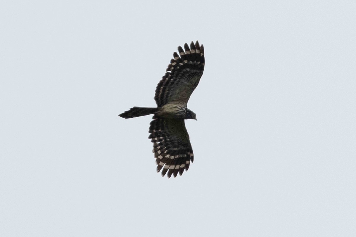 Long-tailed Honey-buzzard - ML640223478