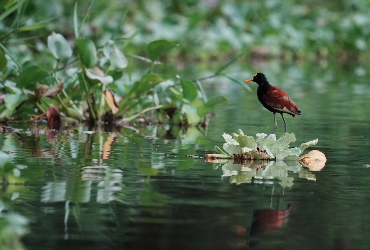 Northern Jacana - ML640223528