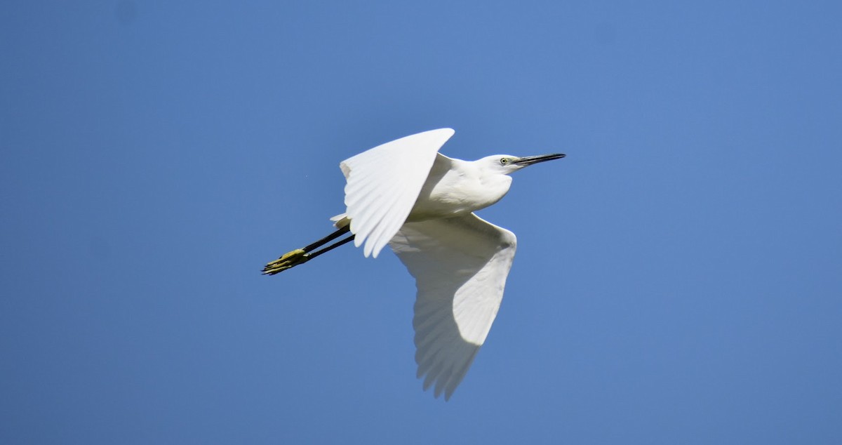 Little Egret - ML640223540