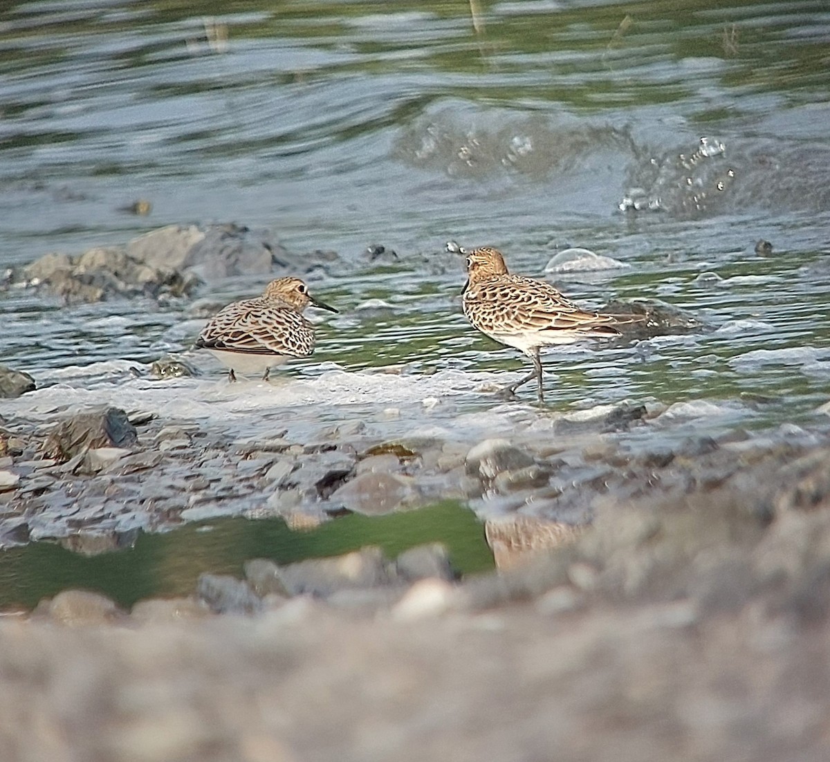 Baird's Sandpiper - ML640223584