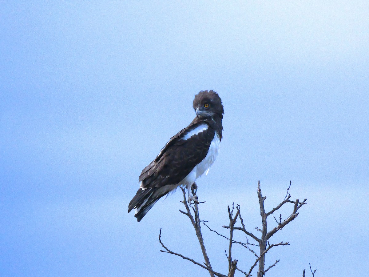 Black-chested Snake-Eagle - ML640223632