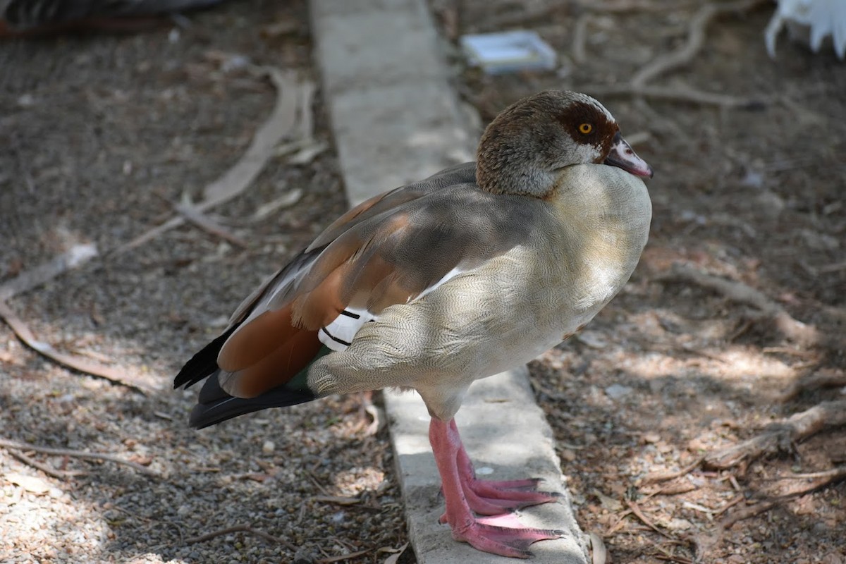 Egyptian Goose - ML640223649