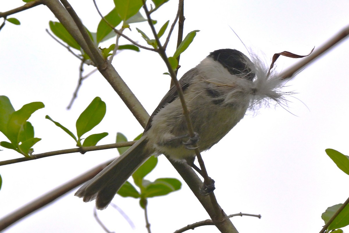 Carolina Chickadee - ML640223661