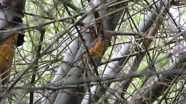 Orange-headed Thrush - ML640223699