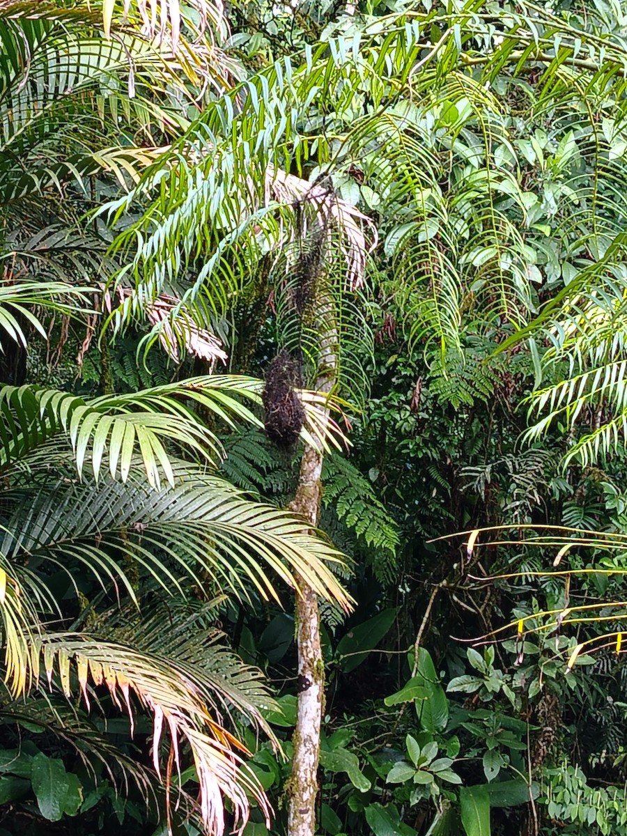 Mistletoe Tyrannulet - ML640223709