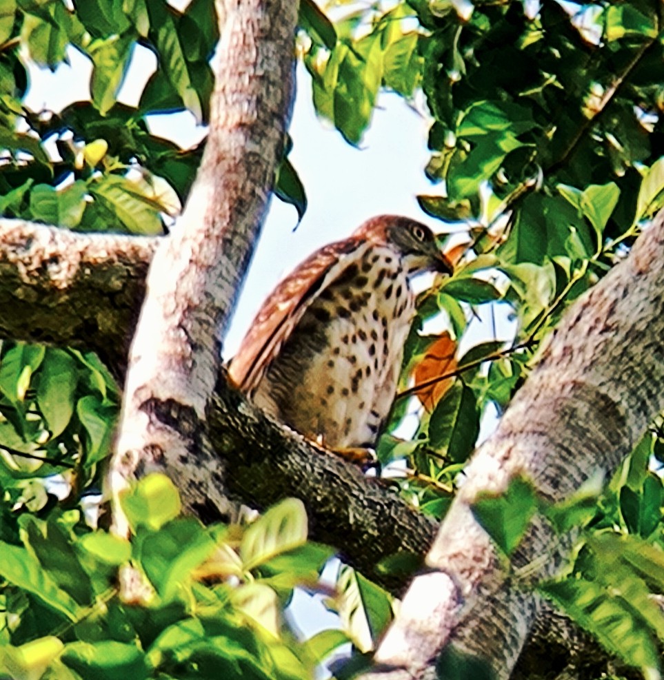 Crested Goshawk - ML640223719