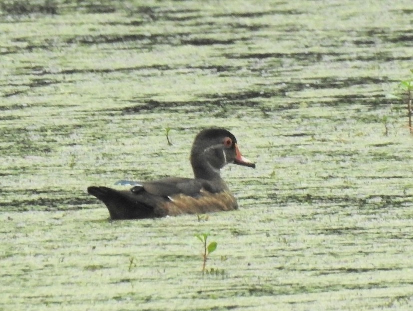 Wood Duck - ML640223740