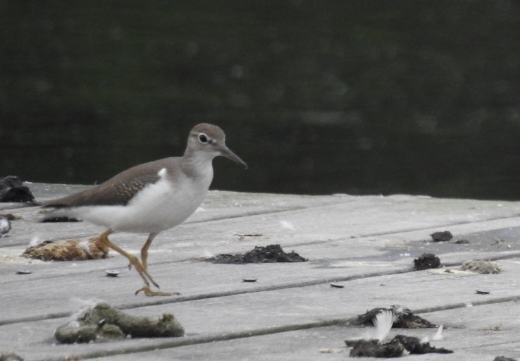 Spotted Sandpiper - ML640223756