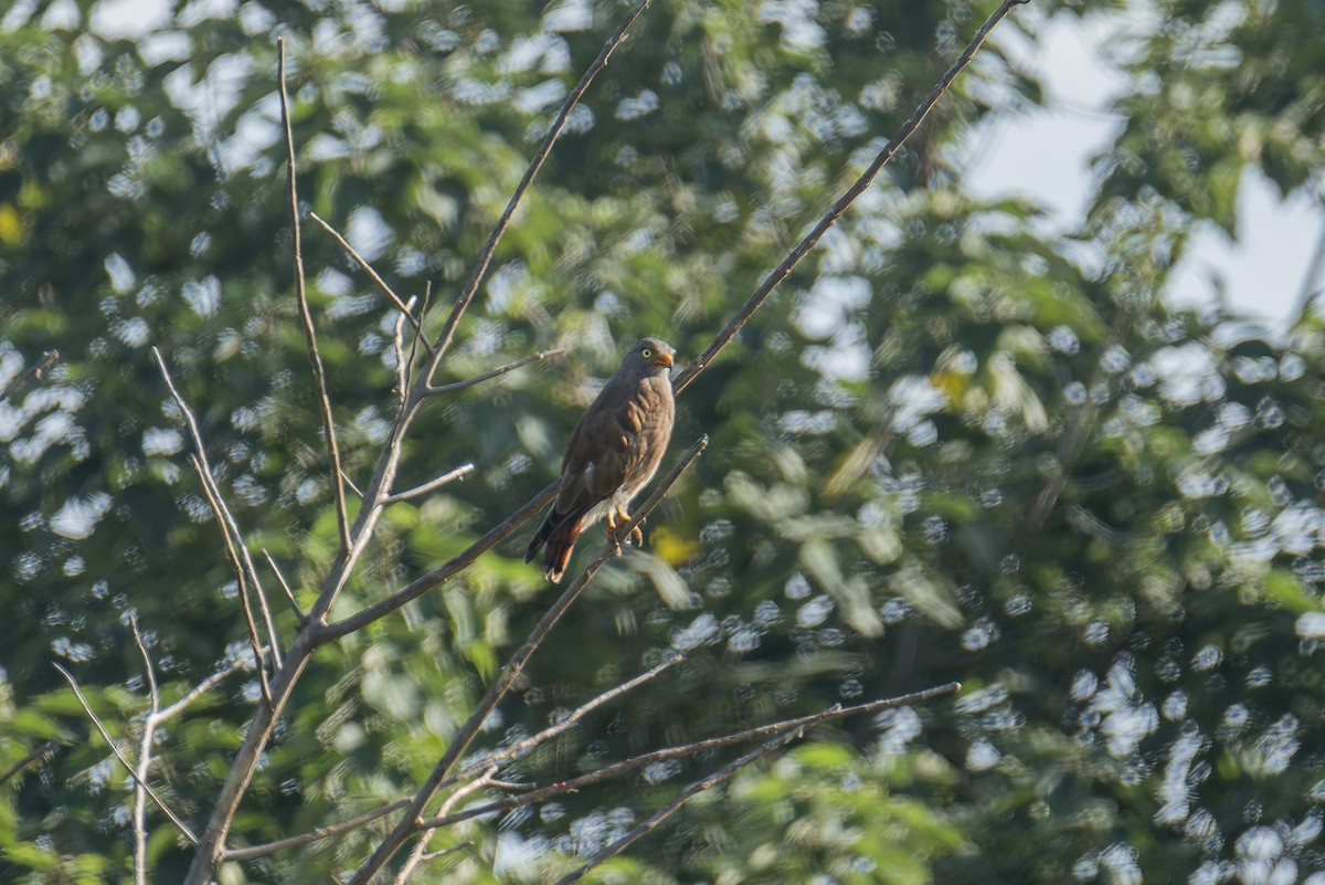 Rufous-winged Buzzard - ML640223781