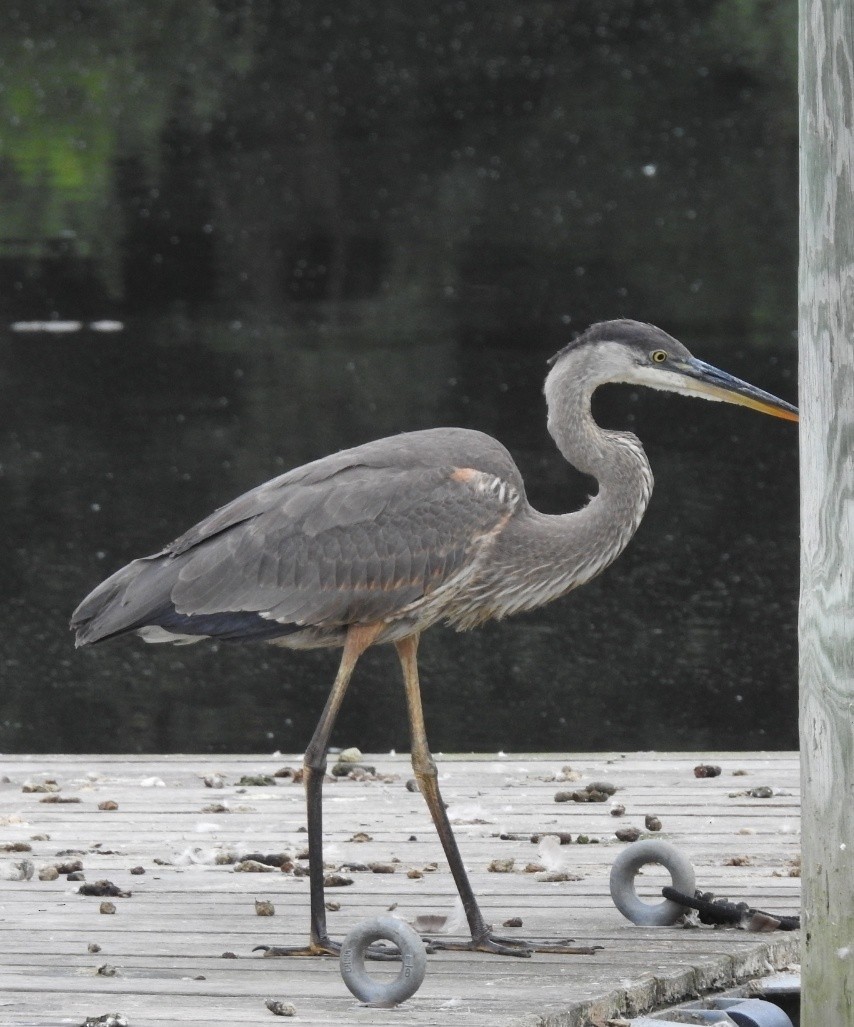 Great Blue Heron - ML640223782