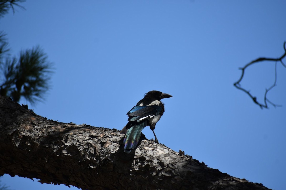 Eurasian Magpie - ML640223785