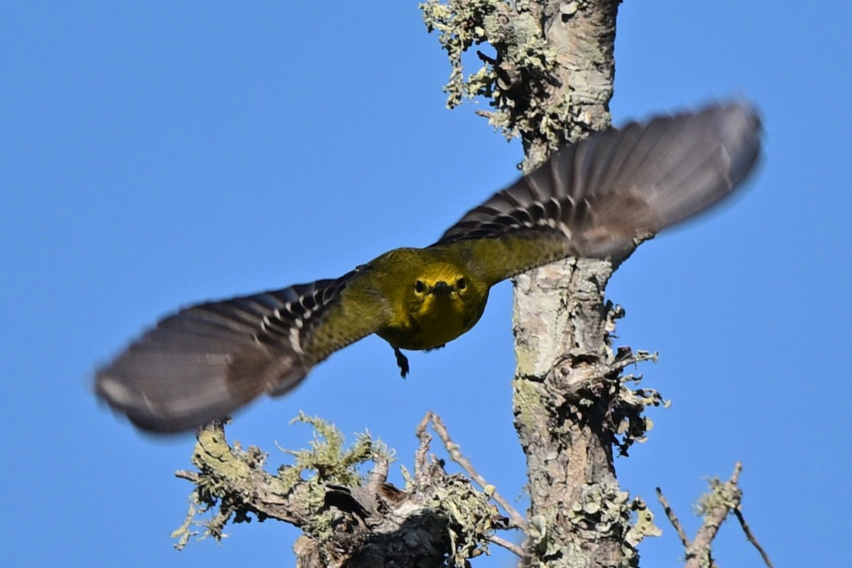Pine Warbler - ML640223862