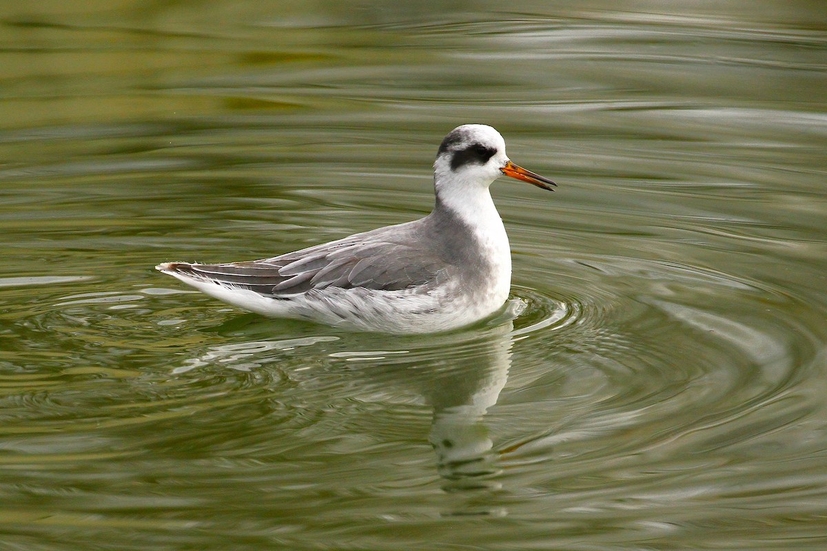 Red Phalarope - ML640223871