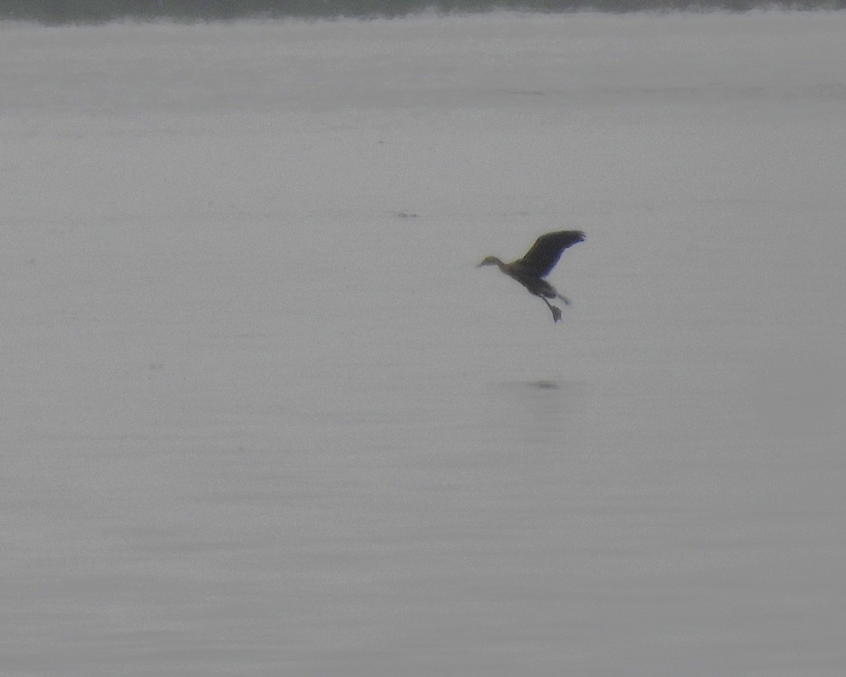 Dendrocygne fauve - ML640223952