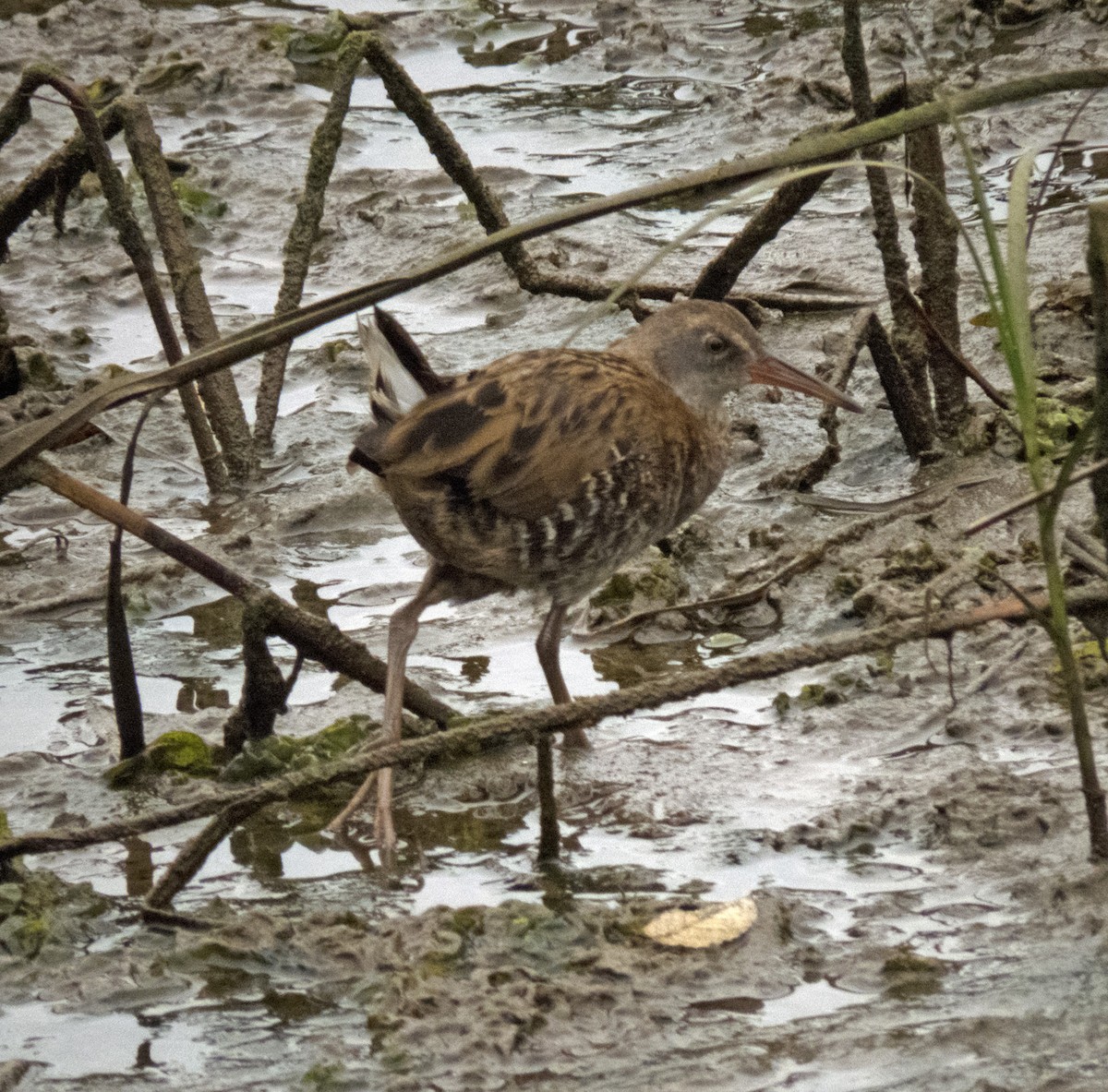 Water Rail - ML640223976