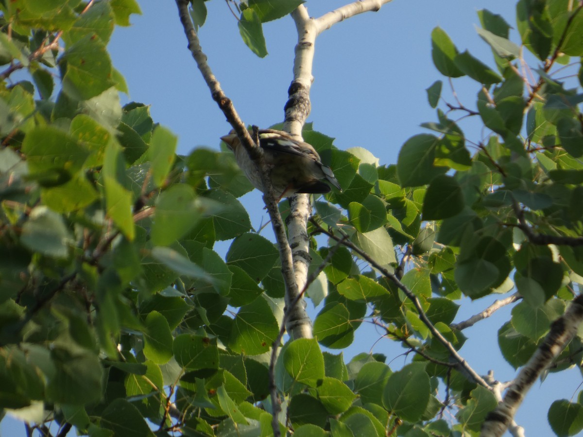 Evening Grosbeak - ML640224075