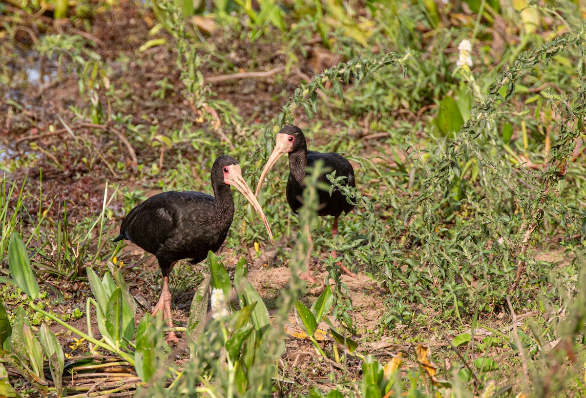 サカツラトキ - ML640224093