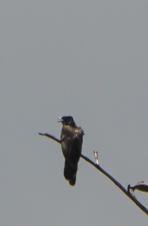 Large Hawk-Cuckoo - ML640224158