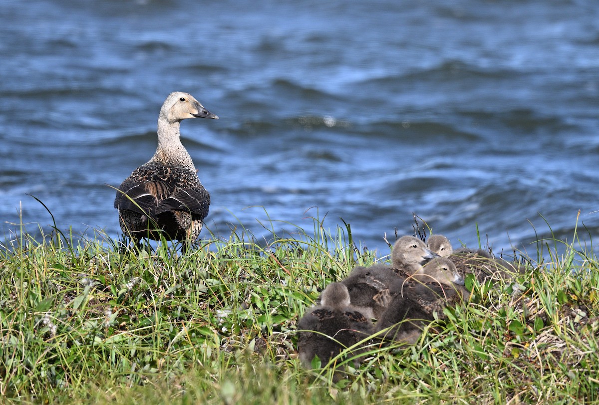 King Eider - ML640224168