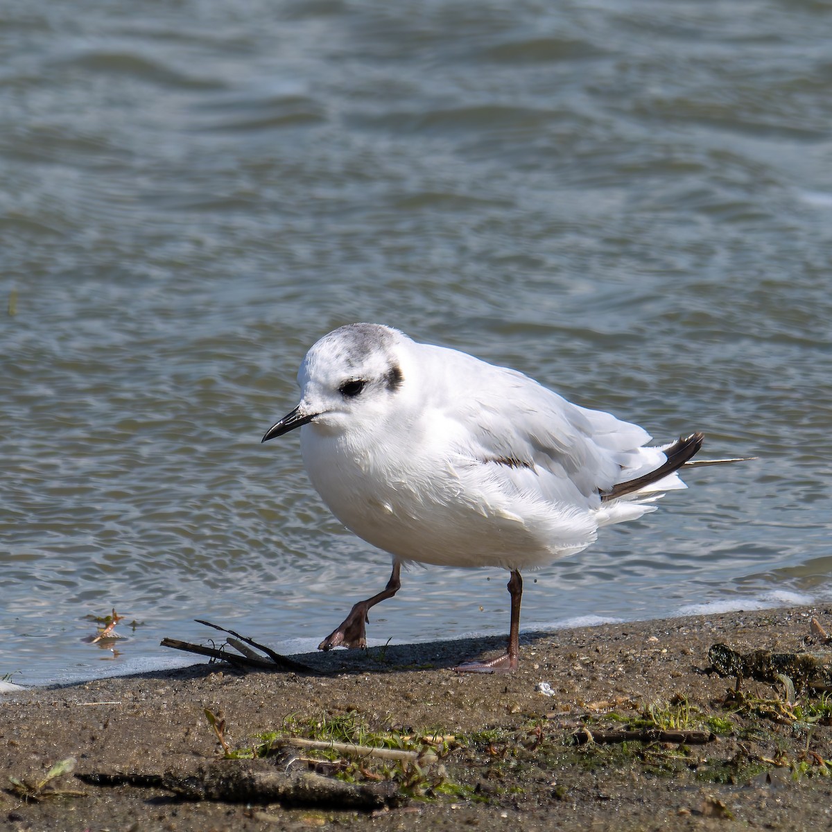 Little Gull - ML640224181