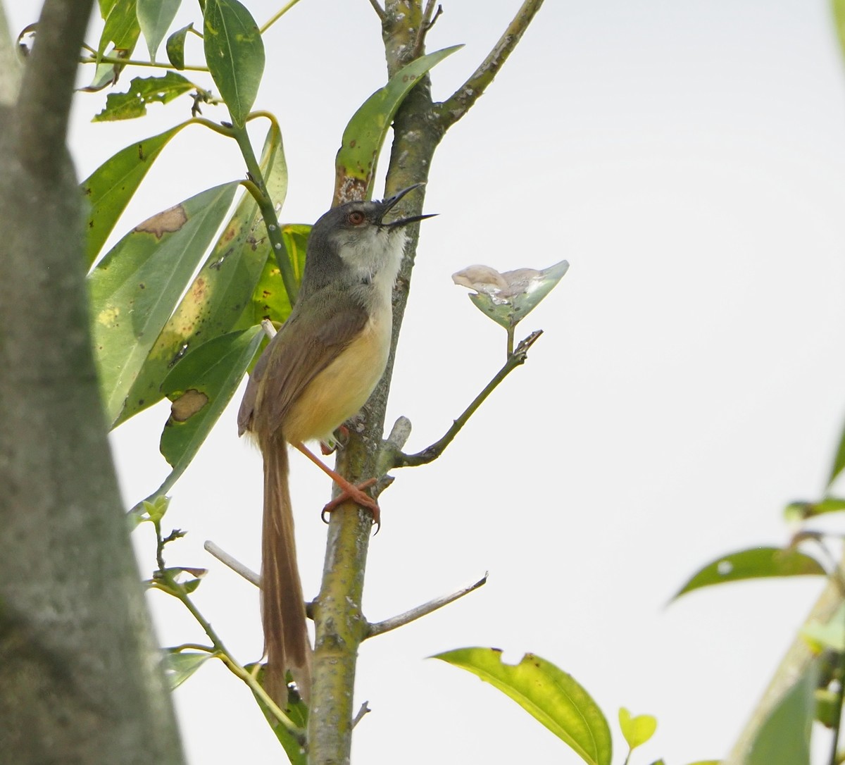 Yellow-bellied Prinia - ML640224322