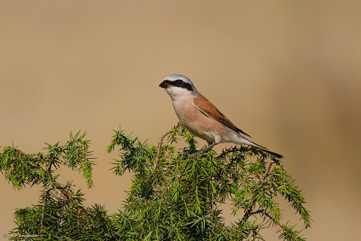 Red-backed Shrike - ML640224342
