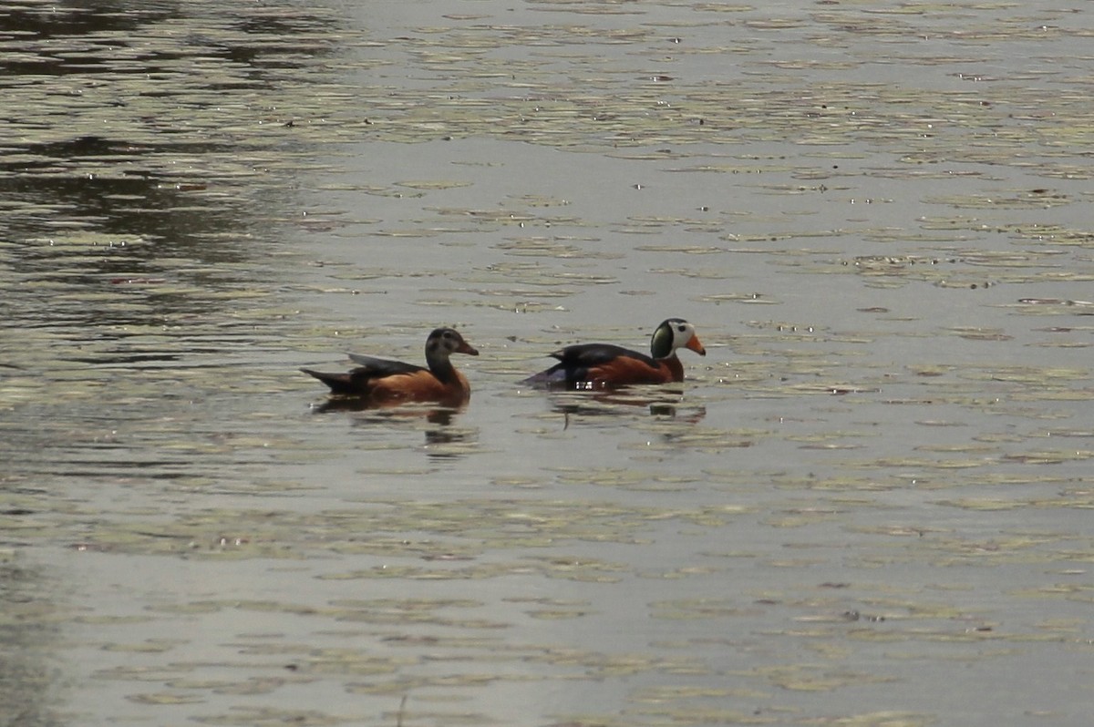 African Pygmy-Goose - ML640224366