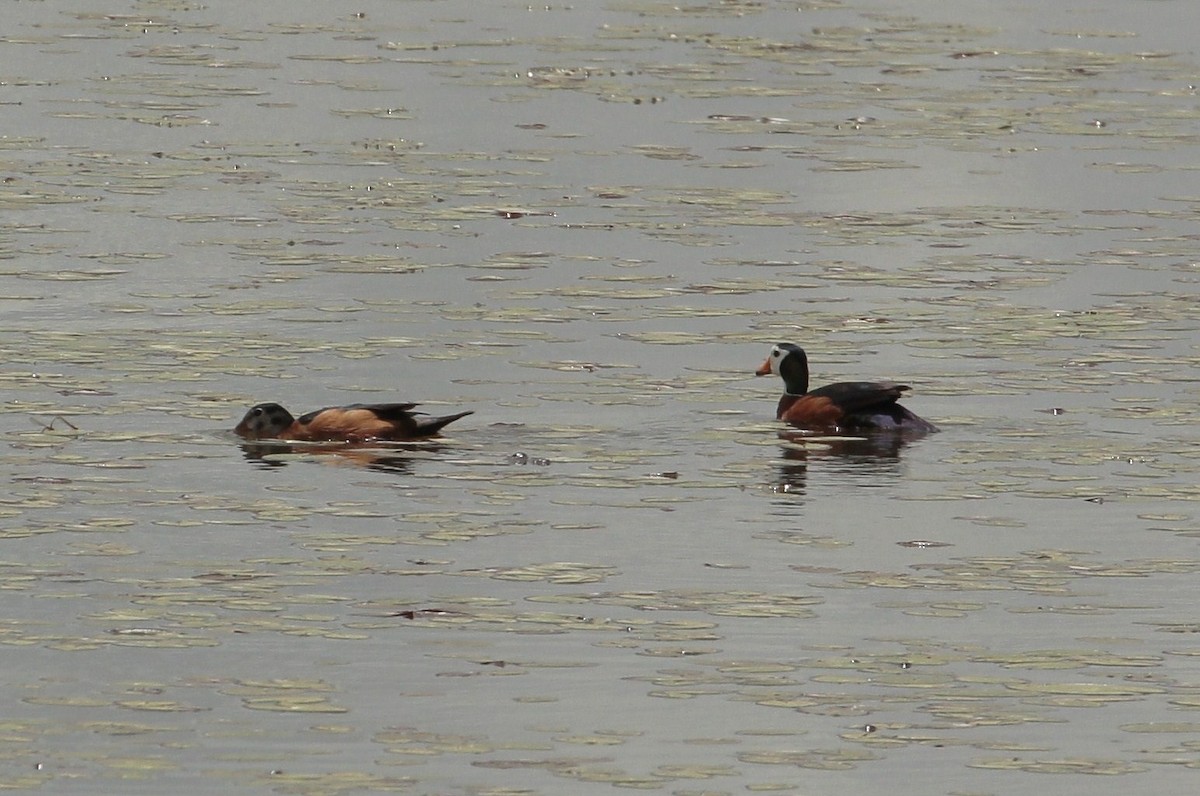 African Pygmy-Goose - ML640224376