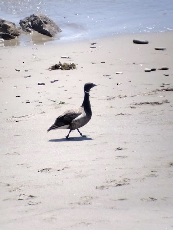 Brant - ML640224398