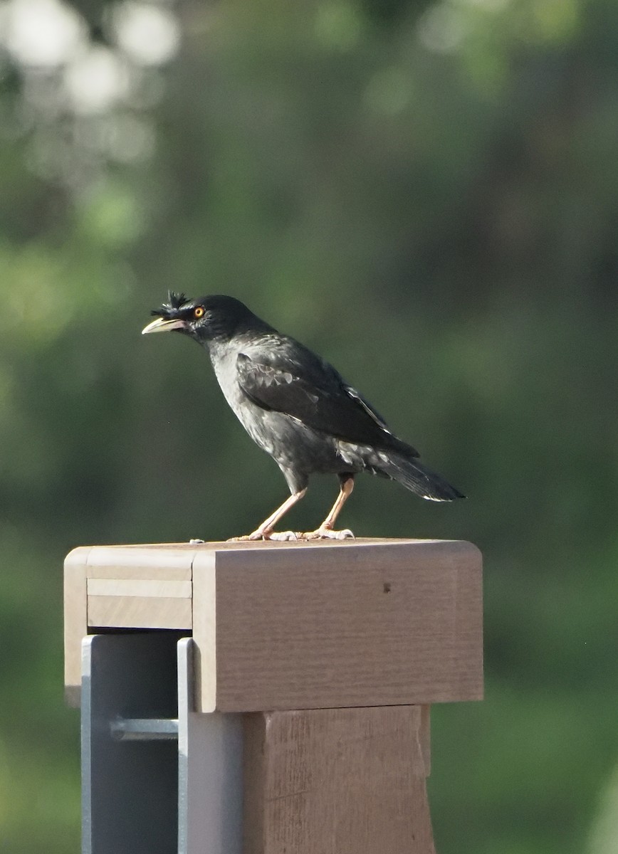 ハッカチョウ - ML640224461