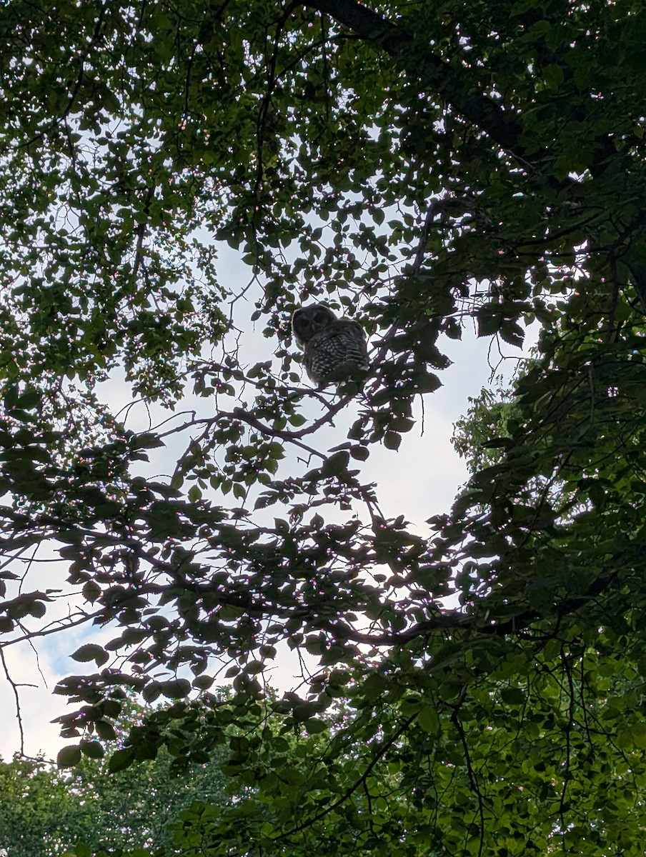 Barred Owl - ML640224535