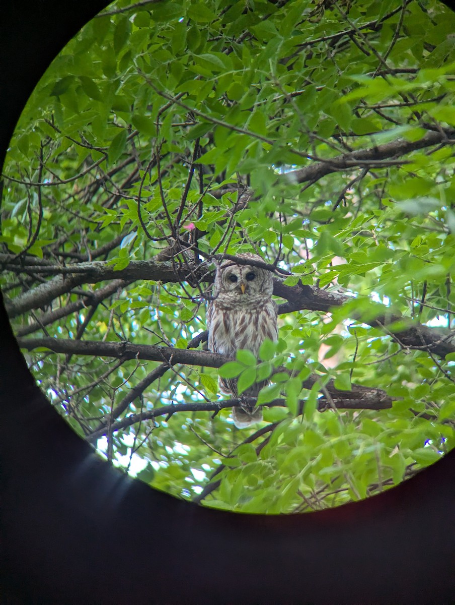 Barred Owl - ML640224536