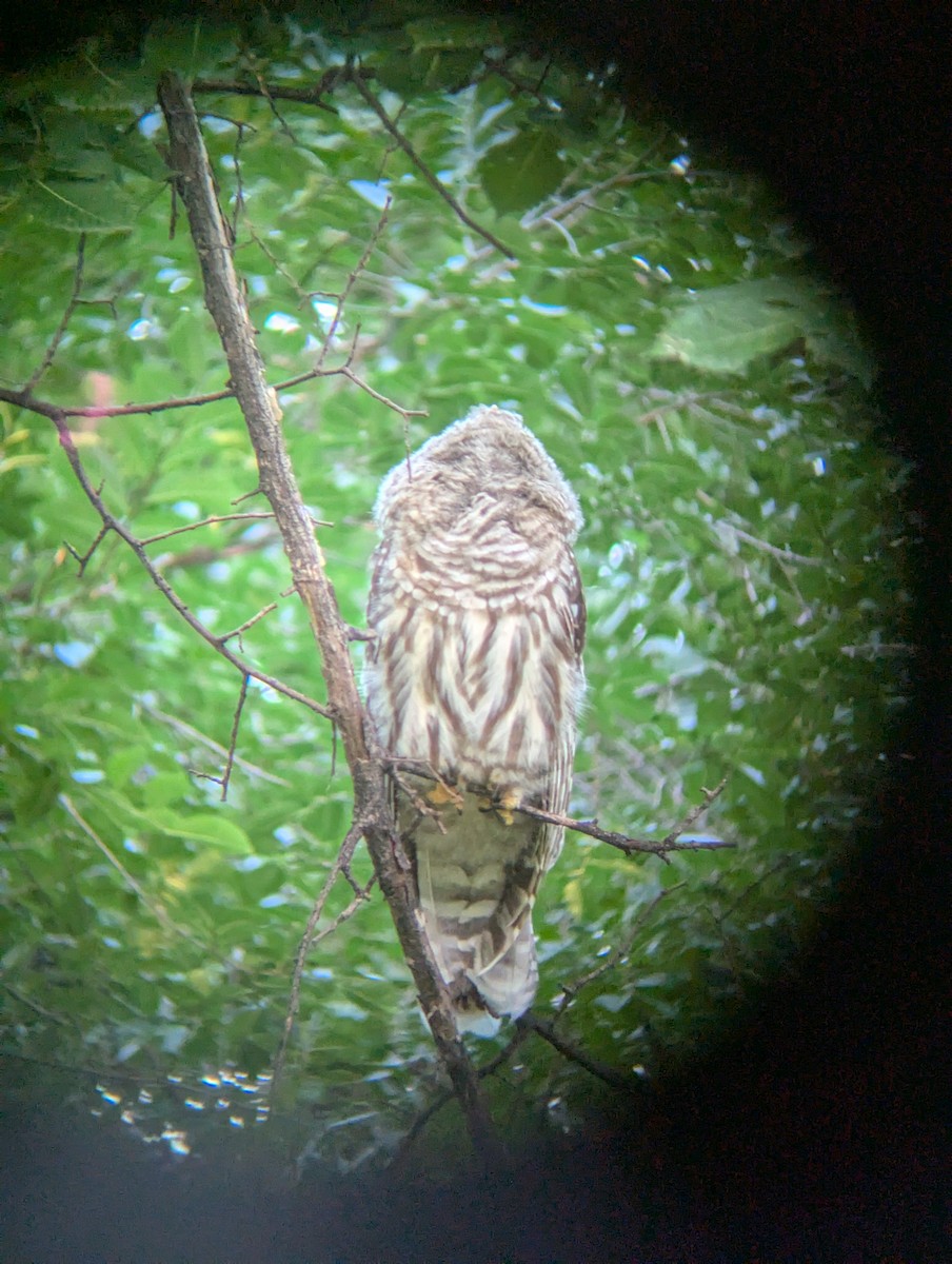 Barred Owl - ML640224538