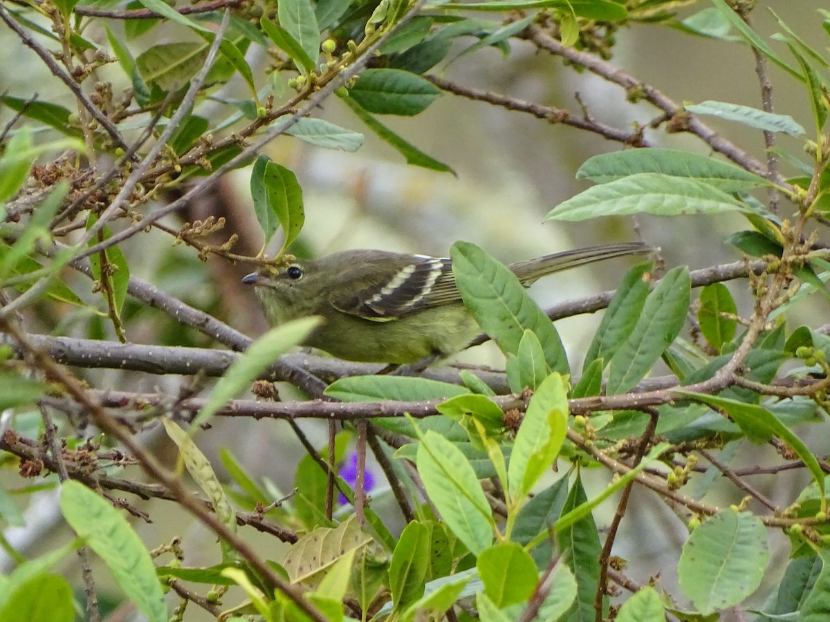Highland Elaenia - ML640224548