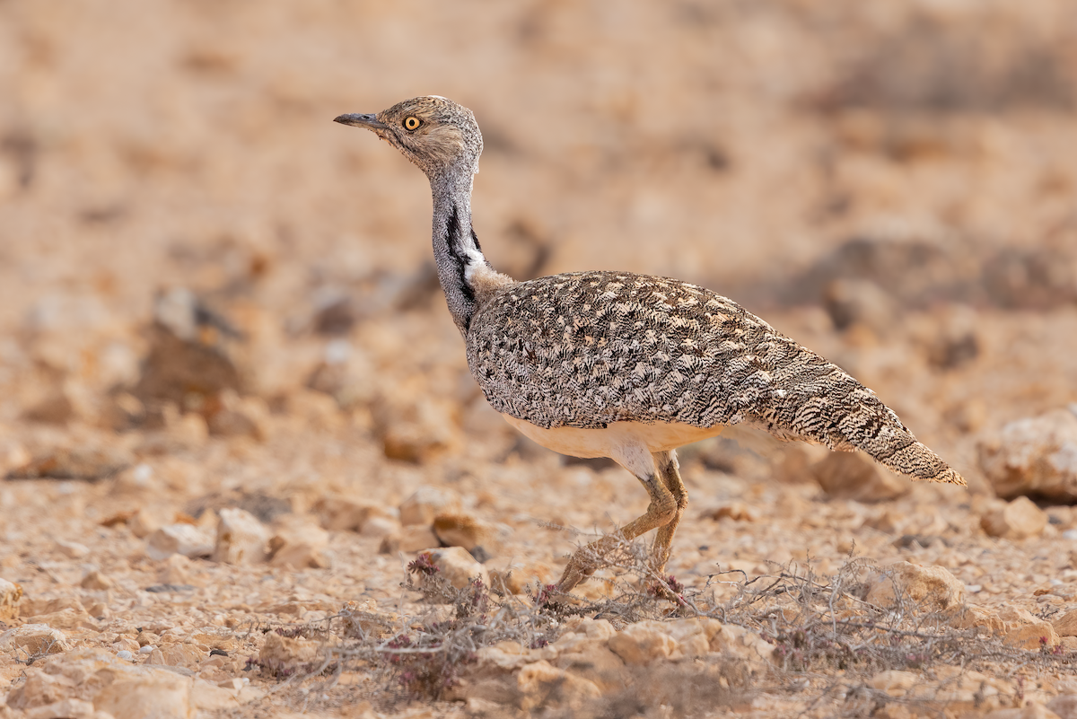 African Houbara - ML640224555