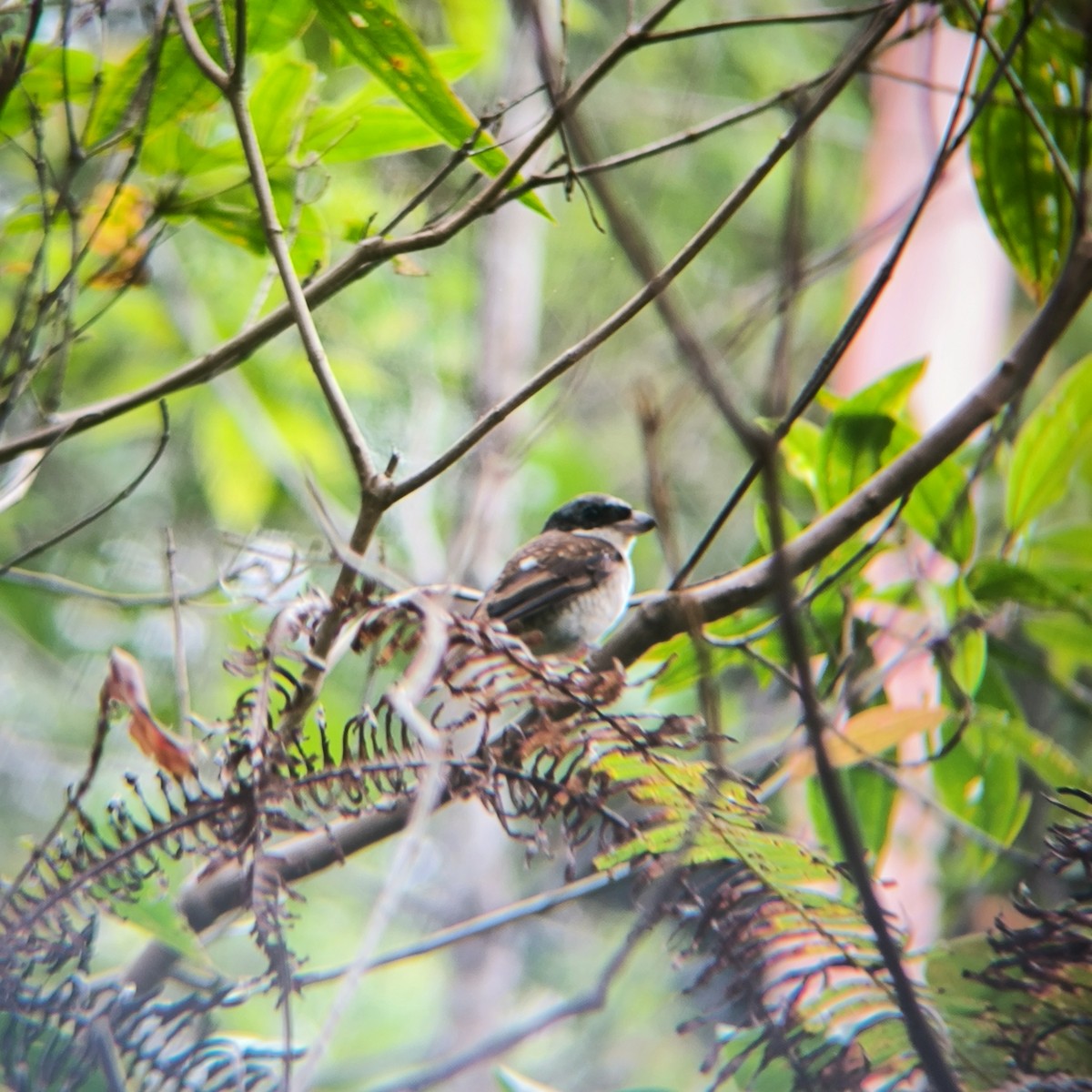 Tiger Shrike - ML640224579