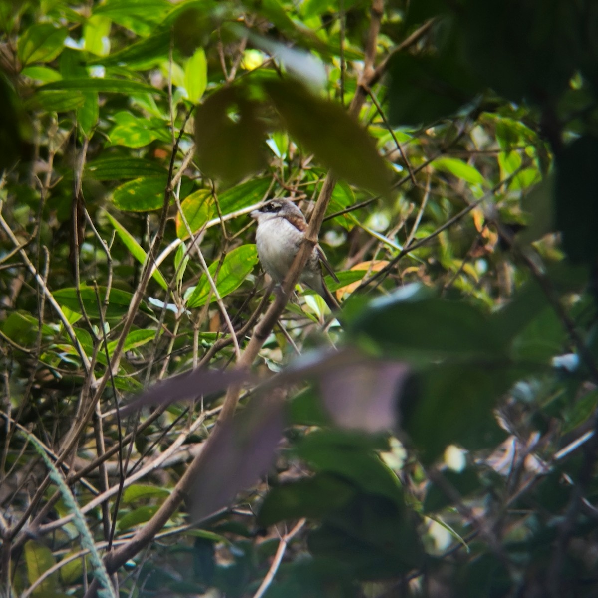 Tiger Shrike - ML640224580