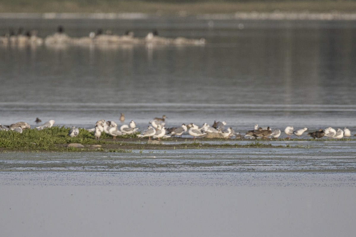 Bonaparte's Gull - ML640224585
