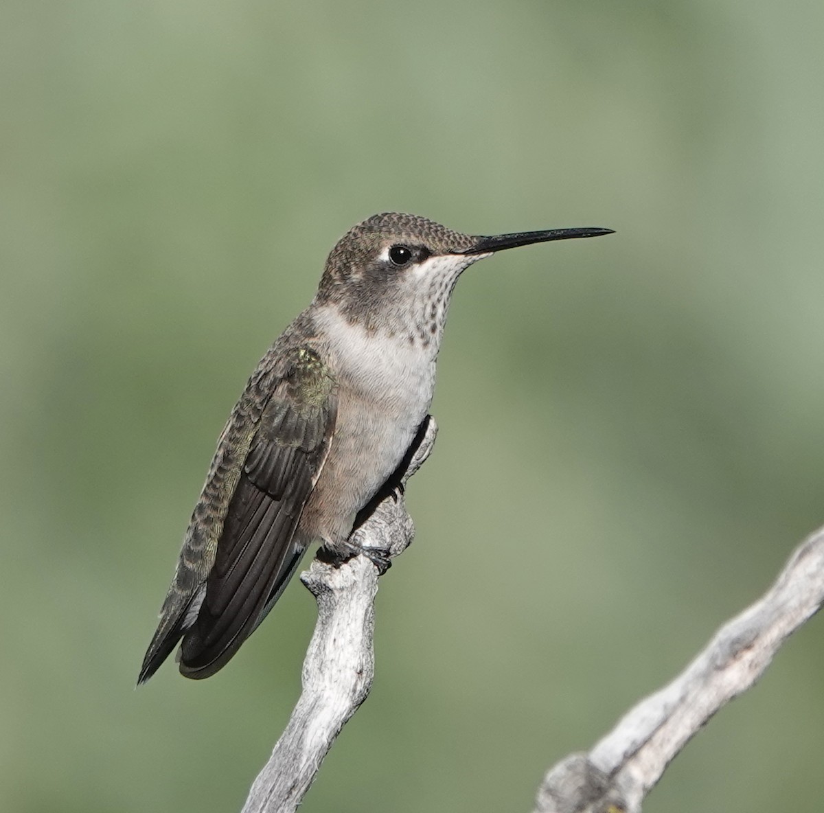 Black-chinned Hummingbird - ML640224595