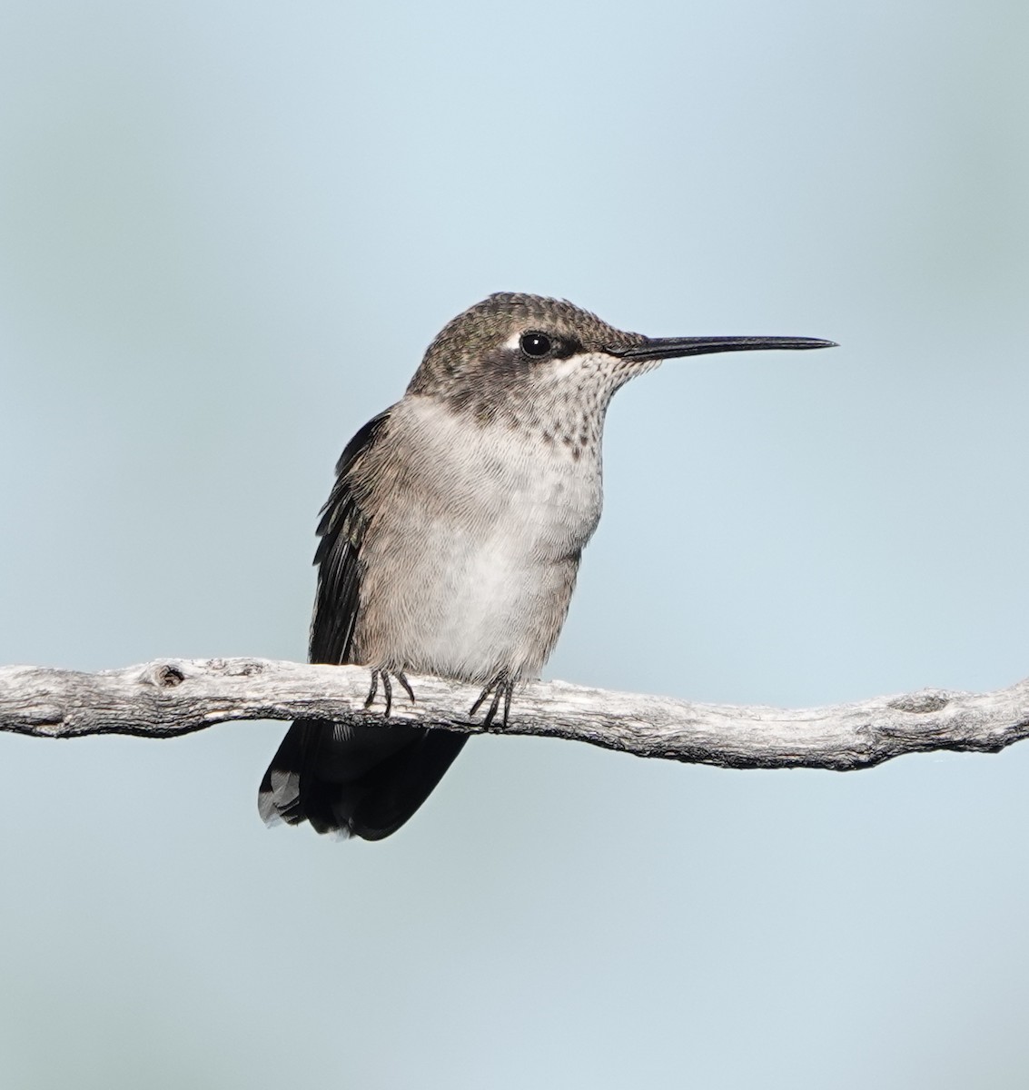 Black-chinned Hummingbird - ML640224599