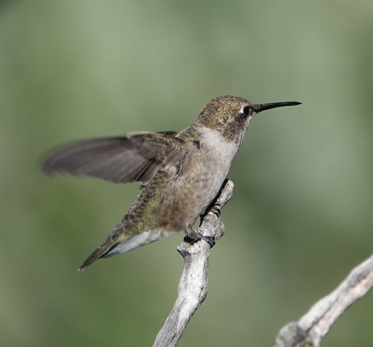 Black-chinned Hummingbird - ML640224606