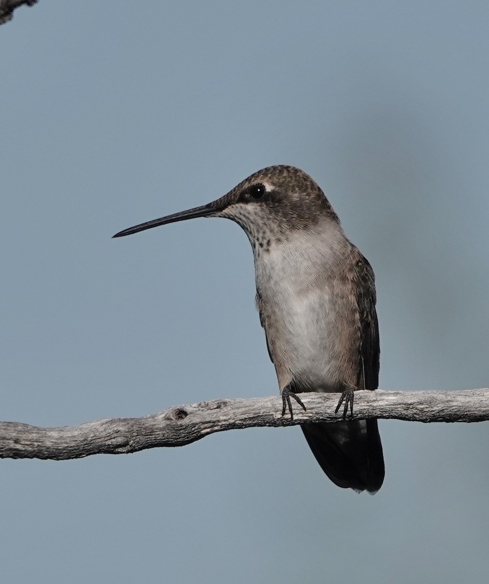 Black-chinned Hummingbird - ML640224608