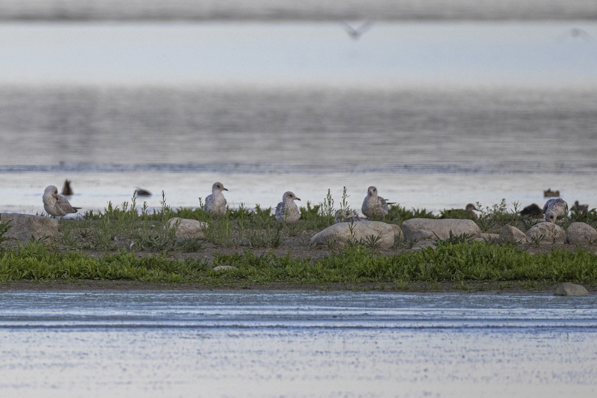 Ring-billed Gull - ML640224616