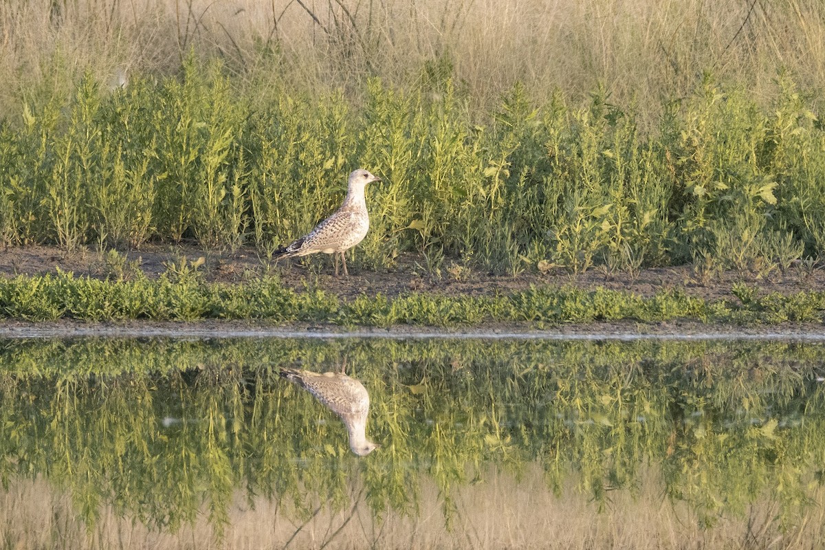 Ring-billed Gull - ML640224617